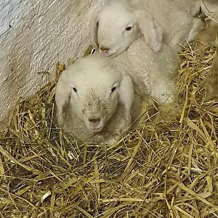 Hinterreithlehen - Am Bauernhof Lejlighed Mittersill