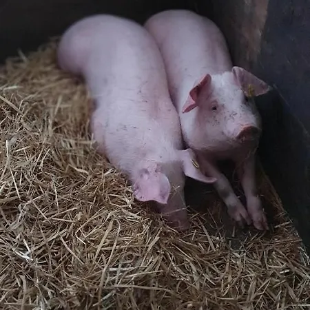 Hinterreithlehen - Am Bauernhof *