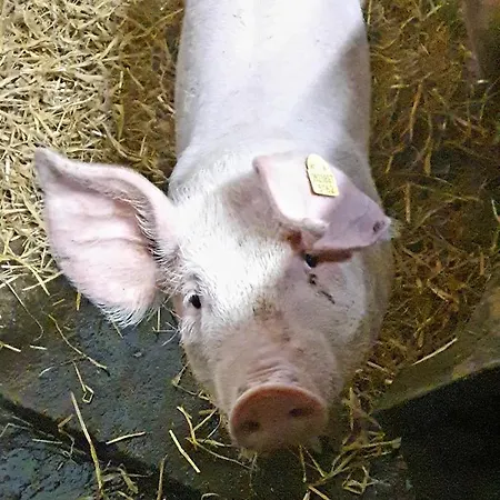 Daire Hinterreithlehen - Am Bauernhof