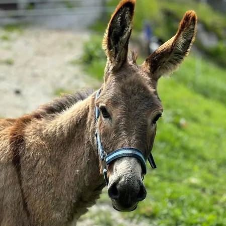 Hinterreithlehen - Am Bauernhof Lejlighed *