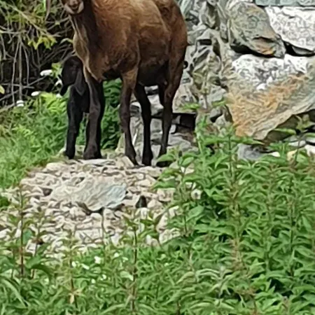 Hinterreithlehen - Am Bauernhof