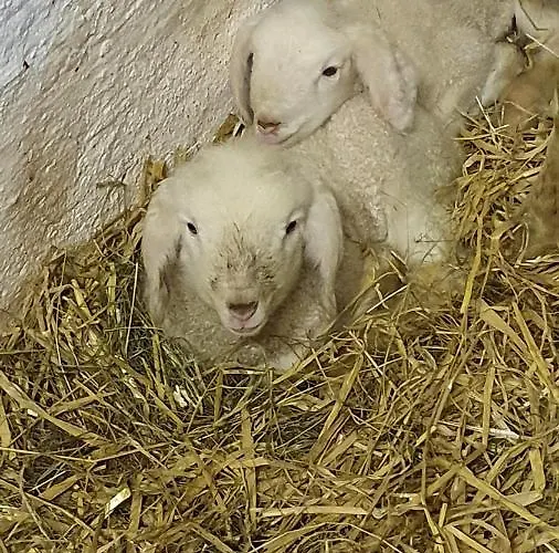 Hinterreithlehen - Am Bauernhof Апартаменты Миттерзилль