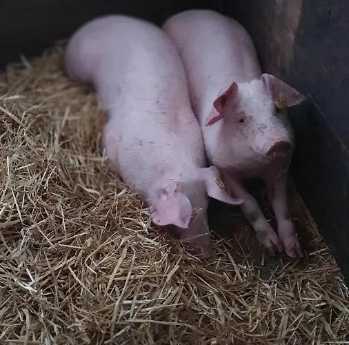 Hinterreithlehen - Am Bauernhof *