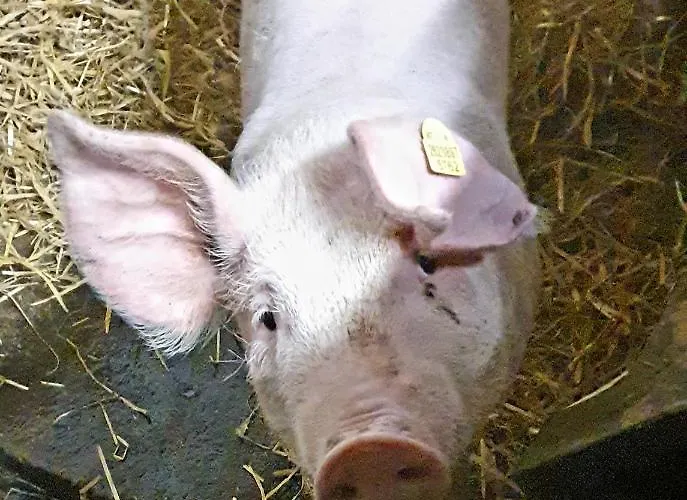 Апартаменты Hinterreithlehen - Am Bauernhof