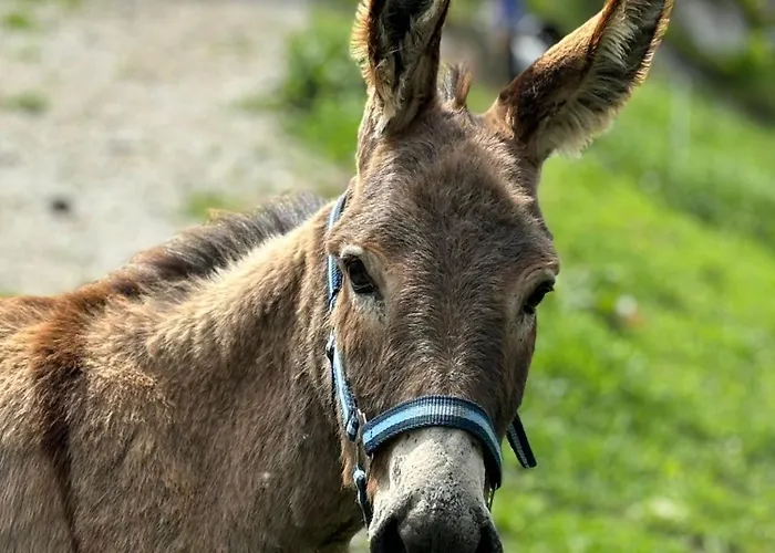 Hinterreithlehen - Am Bauernhof Appartamento *