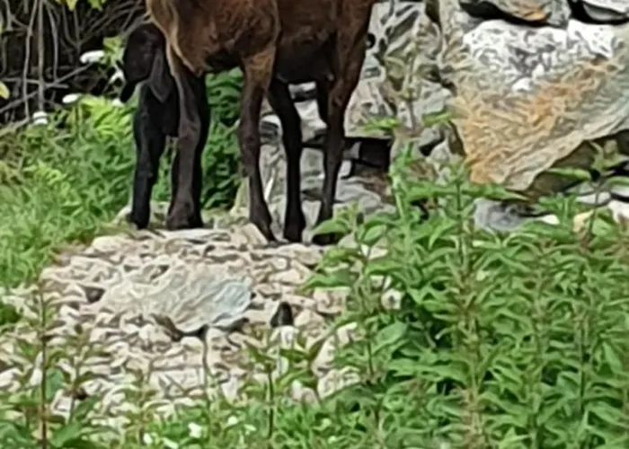Hinterreithlehen - Am Bauernhof